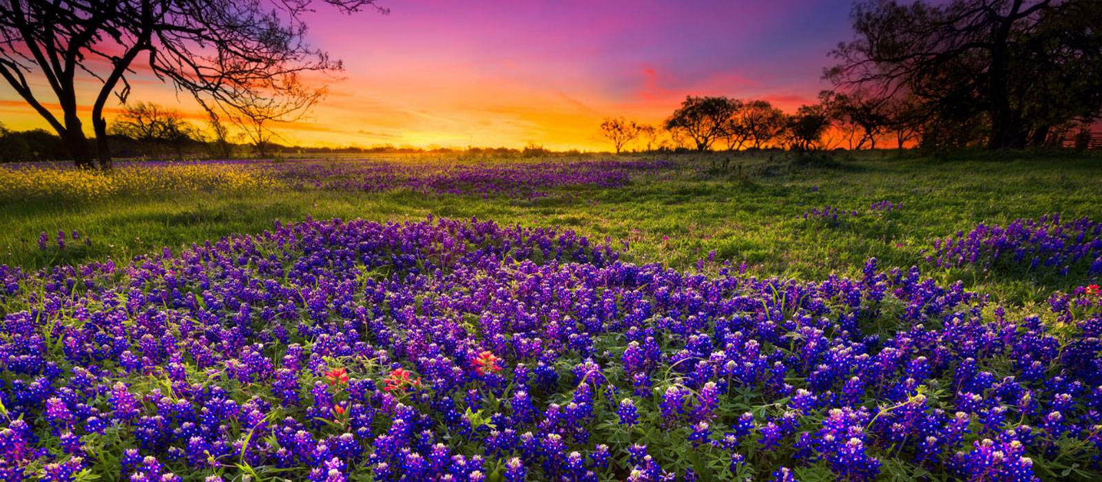 Flowers and sunset